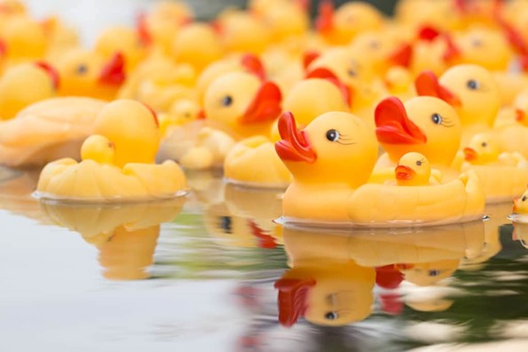 Des canards